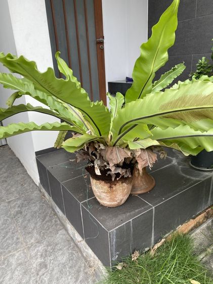 เฟิร์นข้าหลวง (bird's-nest fern)