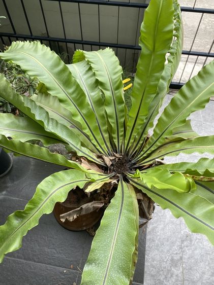 เฟิร์นข้าหลวง (bird's-nest fern) รูปที่ 4