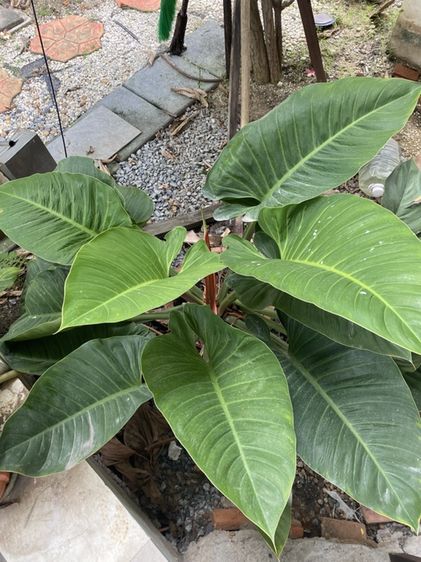ต้นฟิโลเดนดรอน (Philodendron)