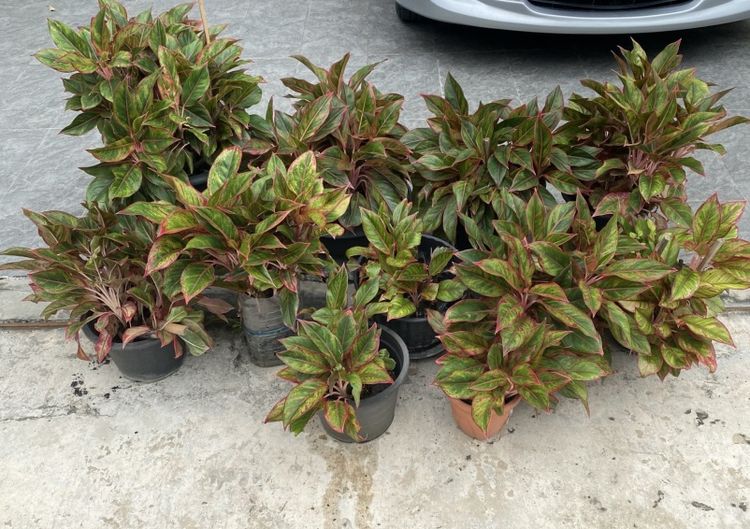แก้วกาญจนา (Aglaonema)