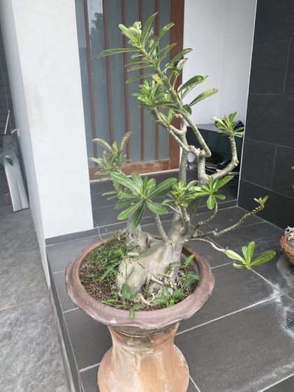 ชวนชม (Desert Rose)