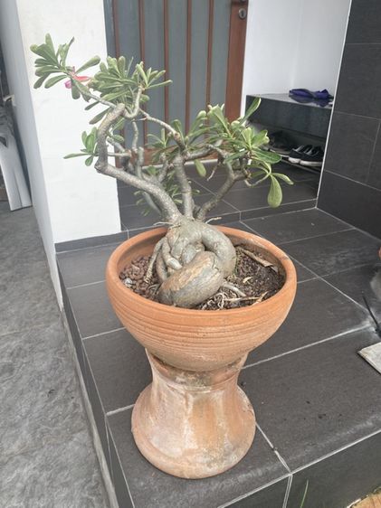 ชวนชม (Desert Rose)