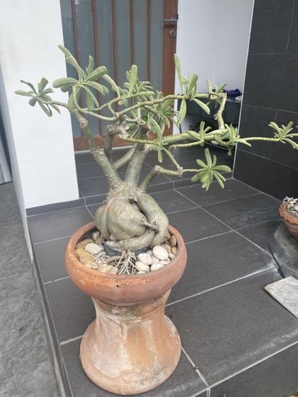 ชวนชม (Desert Rose)