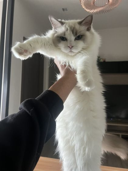 ragdollเพศหญิง5เดือน