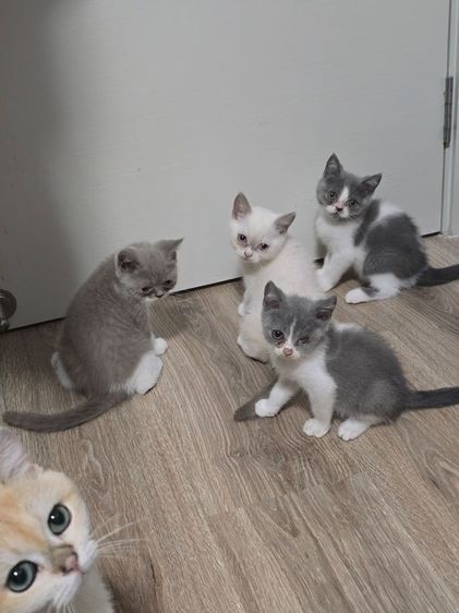 บริติช ชอร์ตแฮร์ (British Shorthair) บริติช ชอร์ตแฮร์