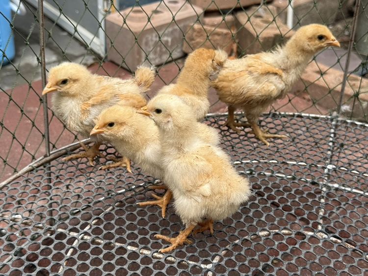 ลูกไก่ออพิงตัน สีบัฟ 2 สัปดาห์