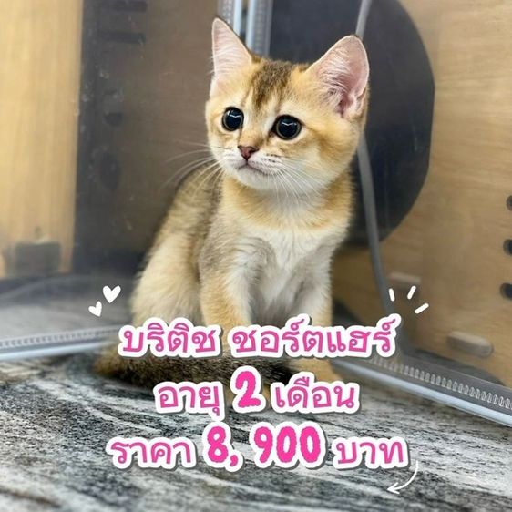 British Shorthair