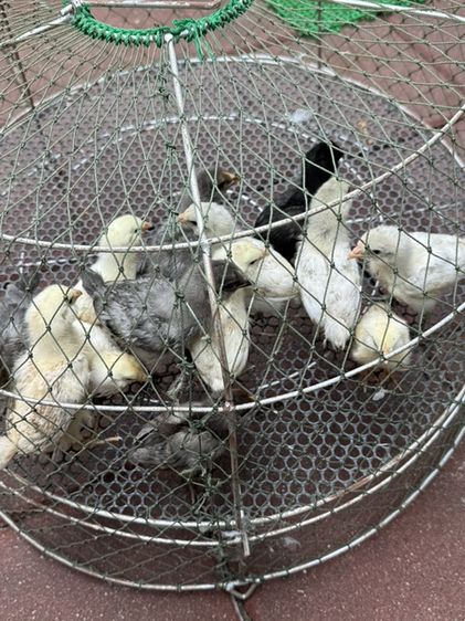 ลูกไก่ Ameraucana 2 สัปดาห์ คละเพศ