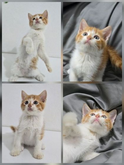 น้องแมวสก็อตติช รูปที่ 4