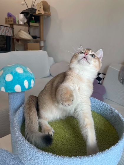 Britsh Shorthair ดช ขนสั้น พร้อมใบWCF รูปที่ 2