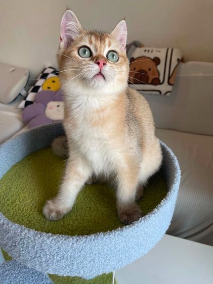 Britsh Shorthair ดช ขนสั้น พร้อมใบWCF รูปที่ 5