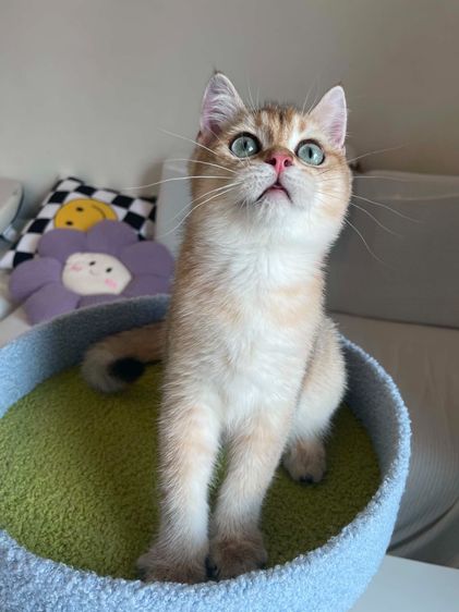 Britsh Shorthair ดช ขนสั้น พร้อมใบWCF
