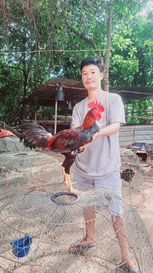 ไก่หนุ่ม 7เดือน สายเลือดมีสุวรรณ. แข้งหน้าเด็ด  รอยสวยสูง เบิร์แข้งแรง รับประกันตัวนี้  รูปที่ 2
