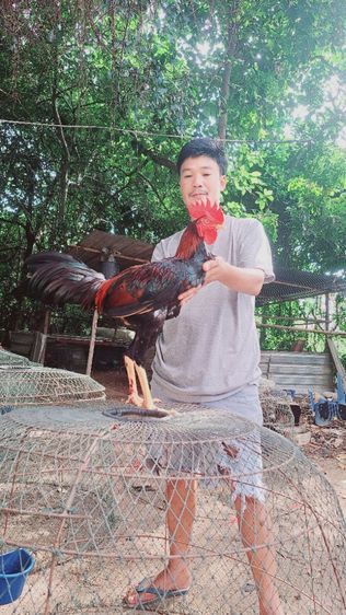 ไก่หนุ่ม 7เดือน สายเลือดมีสุวรรณ. แข้งหน้าเด็ด  รอยสวยสูง เบิร์แข้งแรง รับประกันตัวนี้  รูปที่ 3