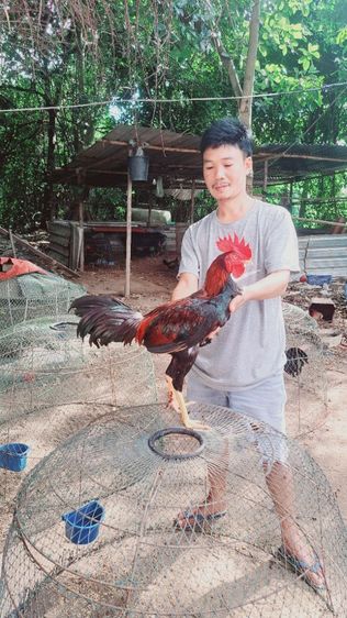 ไก่หนุ่ม 7เดือน สายเลือดมีสุวรรณ. แข้งหน้าเด็ด  รอยสวยสูง เบิร์แข้งแรง รับประกันตัวนี้ 