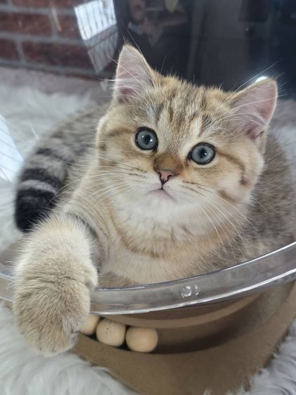 BritishShorthair