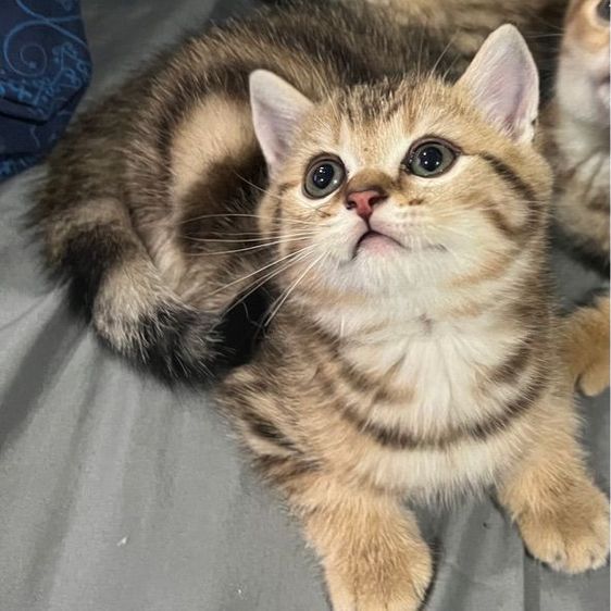 หาบ้านให้น้องแมว บริติช