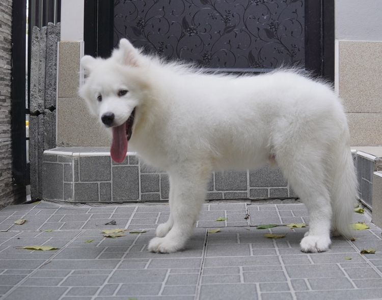 ซามอยด์ (Samoyed) กลาง ซามอยด์แท้  เพศชาย ราคา  เบาๆ
