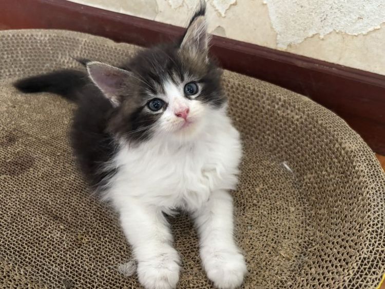 เมนคูน (Maine Coon) แมวเมนคูนแท้