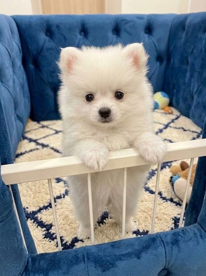 ปอมเมอเรเนียน (Pomeranian) เล็ก ปอมแท้ ลูกหมาที่บ้าน 