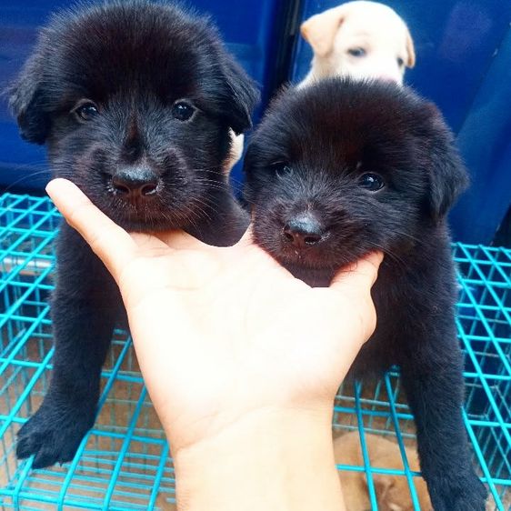เยอรมันเชพเพิร์ด (German Shepherd) ใหญ่ เยอรมันเชฟเพิด 