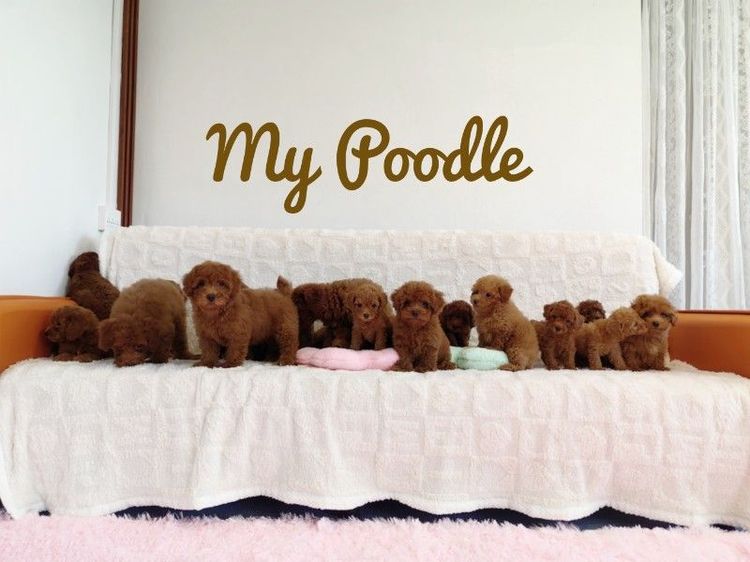 Poodle พุดเดิ้ล
