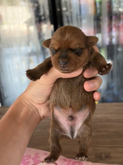 ลูกสุนัข พุดเดิ้ลผสม รูปที่ 2