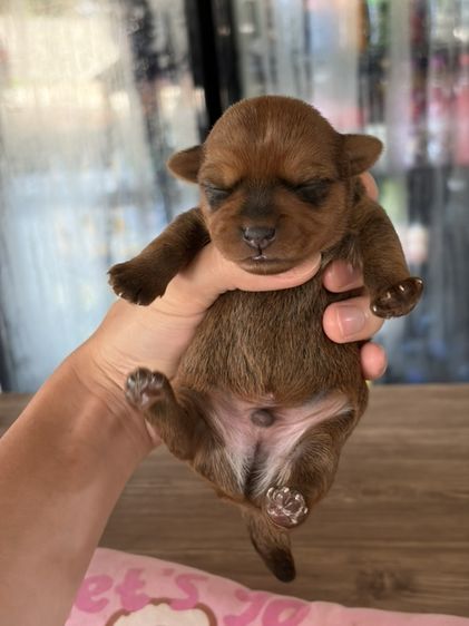 ลูกสุนัข พุดเดิ้ลผสม รูปที่ 3