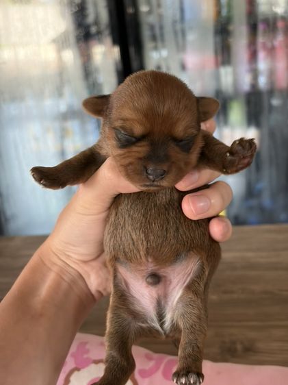 ลูกสุนัข พุดเดิ้ลผสม