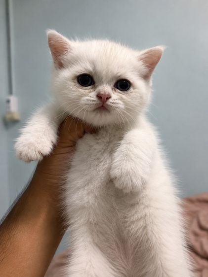 บริติช ชอร์ตแฮร์ (British Shorthair) ลูกแมว บริติช