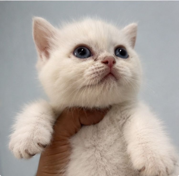 บริติช ชอร์ตแฮร์ (British Shorthair) ลูกแมวบริติช