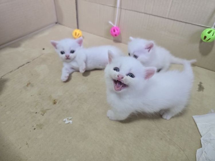 น้องมัช์กิ้น