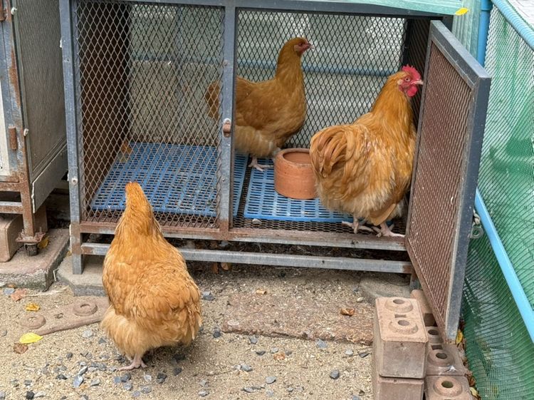 ไก่ Buff Orpington ชุด premium ผู้ 1 เมีย 2 รูปที่ 3