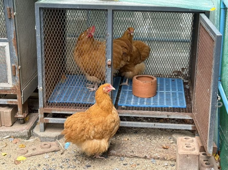 ไก่ Buff Orpington ชุด premium ผู้ 1 เมีย 2 รูปที่ 4