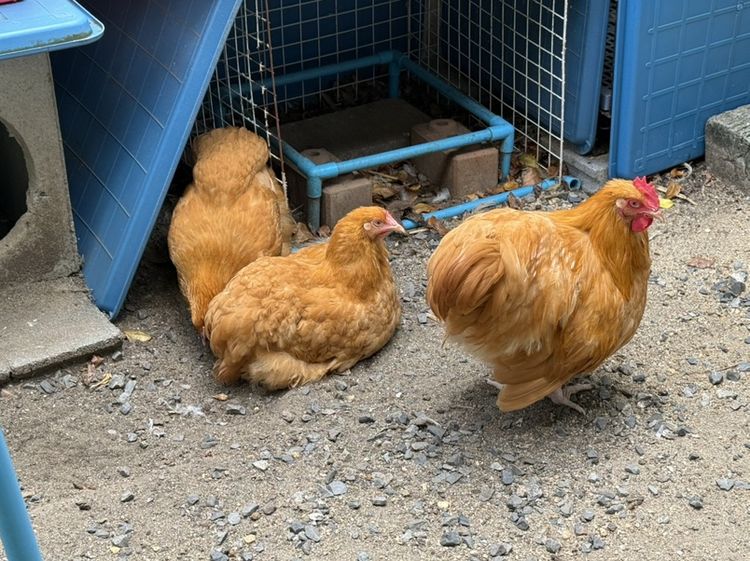 ไก่ Buff Orpington ชุด premium ผู้ 1 เมีย 2 รูปที่ 2