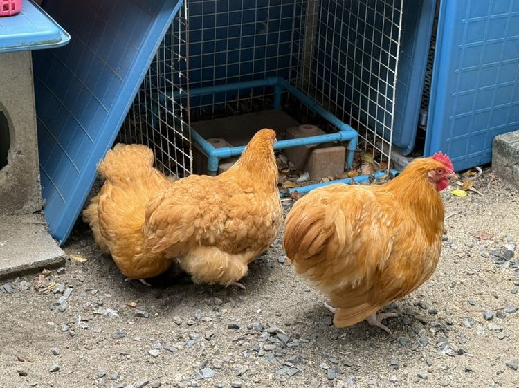 ไก่ Buff Orpington ชุด premium ผู้ 1 เมีย 2