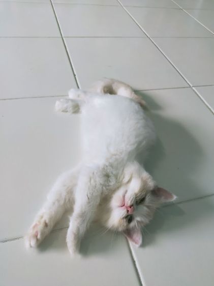 แมวเปอร์เซียแท้100%หน้าตุ๊กตาเพศหญิง2เดือน