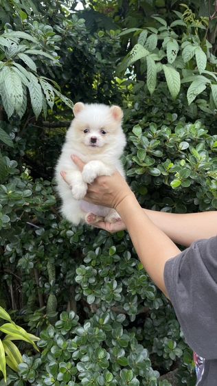 ปอมแท้รังสิต จัดส่งทุกจังหวัด