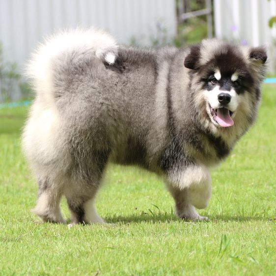 อลาสกัน มาลามิวท์ (Alaskan Malamute) ใหญ่ อลาสกันมาลามิวท์เกรดหมี ราคาถูก เชียงใหม่ พร้อมส่งทั่วไทย🔥
