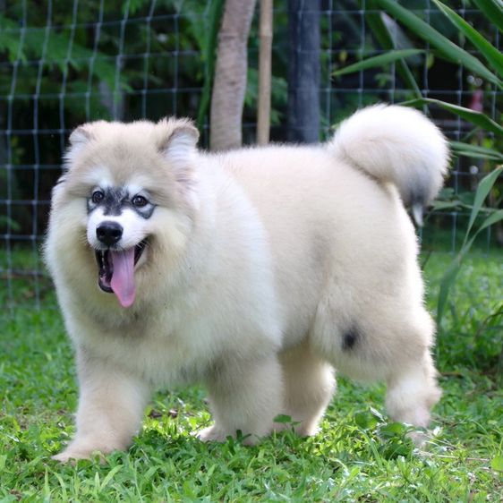 อลาสกัน มาลามิวท์ (Alaskan Malamute) ใหญ่ อลาสกันมาลามิวท์เกรดหมี ราคาถูก เพศผู้ เชียงใหม่ พร้อมส่งทั่วไทย 🔥