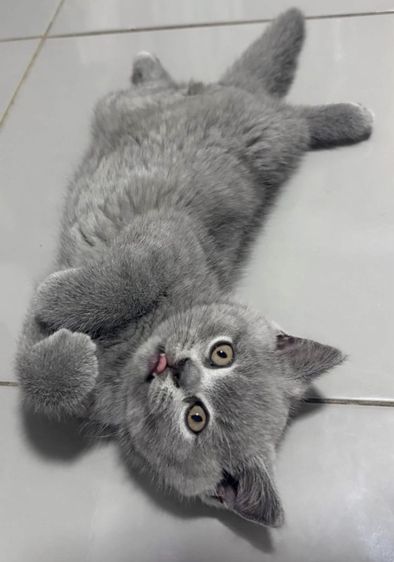 บริติชบลู เด็กชาย