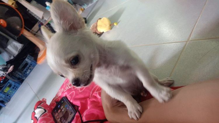 ชิวาว่า
