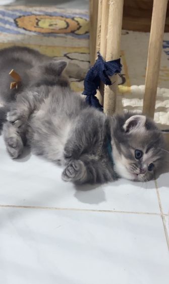 แมวมันช์กิ้น Muchkin [Boy] รูปที่ 5