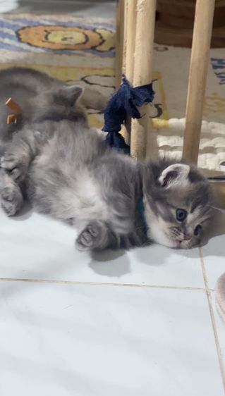 แมวมันช์กิ้น Muchkin [Boy] รูปที่ 4