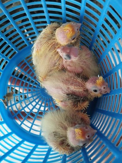 ลูกป้อนนกค๊อกคาเทล