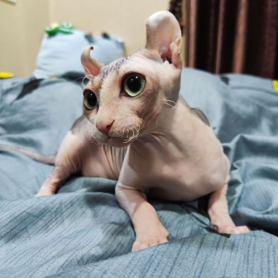 สฟิงซ์ (Sphynx) แมวสฟิงซ์เอลฟ์
