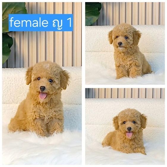 พุดเดิ้ลทอย เพศเมีย สีน้ำตาล พร้อม วัคซีน5โรคเข็มแรก ถ่ายพยาธิรับประกันปลอดลำไส้อักเสบพาโวไวรัส ไข้หัดราคานี้รวมส่งทั่วไทย ส่งได้ทั้งทางเครื่องบิน และทางรถ เชียงใหม่นัดรับได้