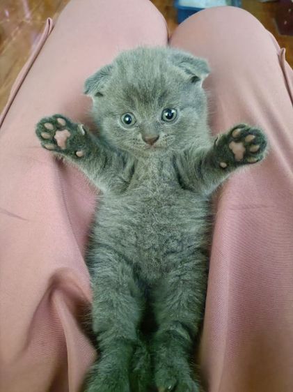 หาบ้านให้น้องค่ะ