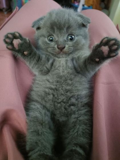 หาบ้านให้น้องค่ะ รูปที่ 2