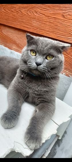 หาบ้านให้น้องค่ะ รูปที่ 4